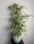 Фикус Бенджамина
